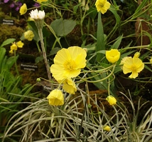 Ranunculus arendsii 'Moonlight'